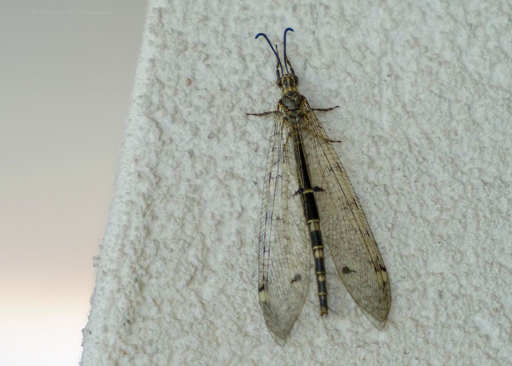 Distoleon tetragrammicus, maschio  (Myrmeleontidae)